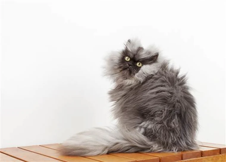 Colonel Meow - The Feline with Guinness World Record Hair Length - Pet ...