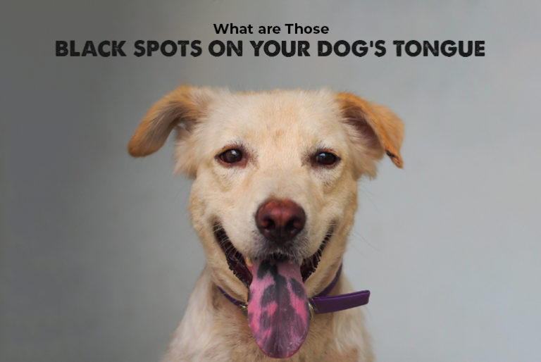 What are Those Black Spots on Your Dog’s Tongue - Pet Lovers Diary