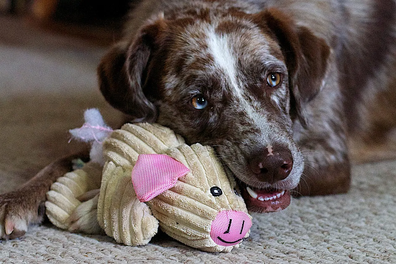 Why Dogs Love Toys: Unveiling Their Play Preferences - Pet Lovers Diary