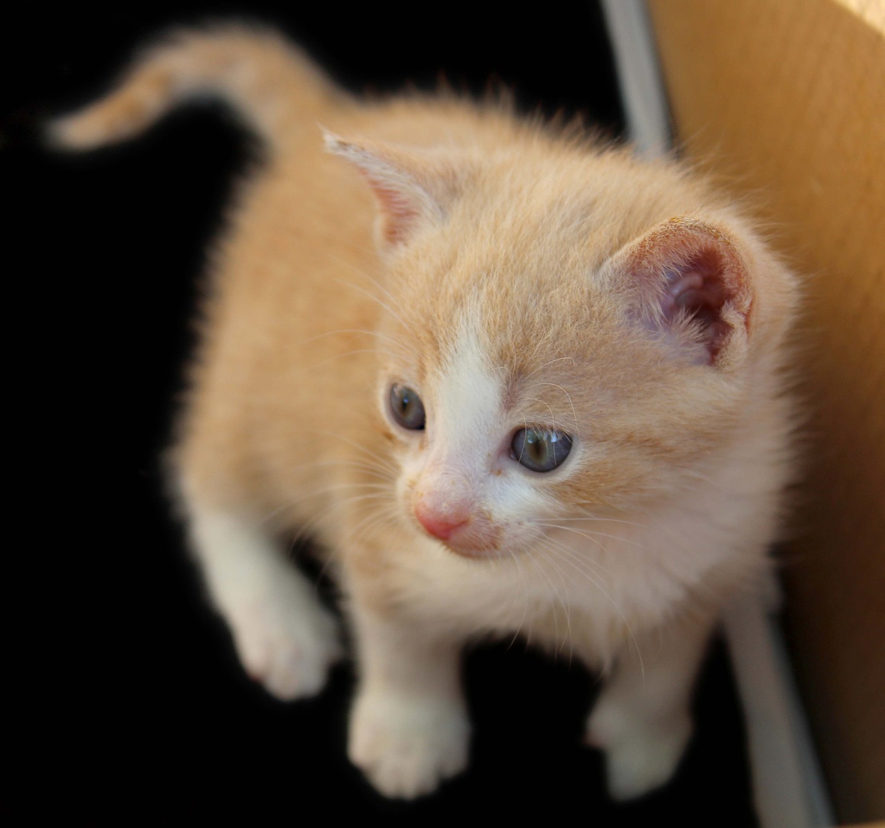 How to Determine a Kitten's Age: A Comprehensive Guide - Pet Lovers Diary 