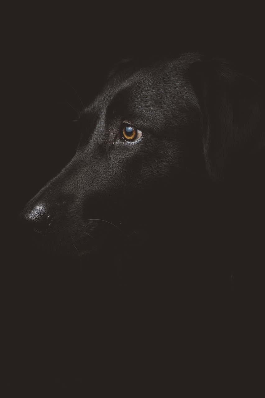 The Spiritual Meaning of Seeing a Black Dog