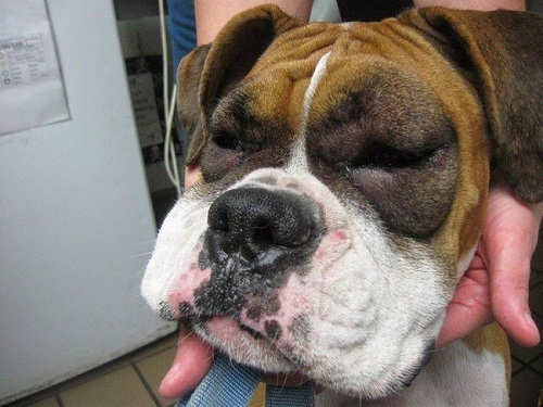 1,001 funny expressions of a dog when stung by a bee