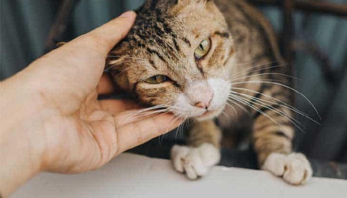 The 7 most obvious signs that a cat is about to die are easy to recognize