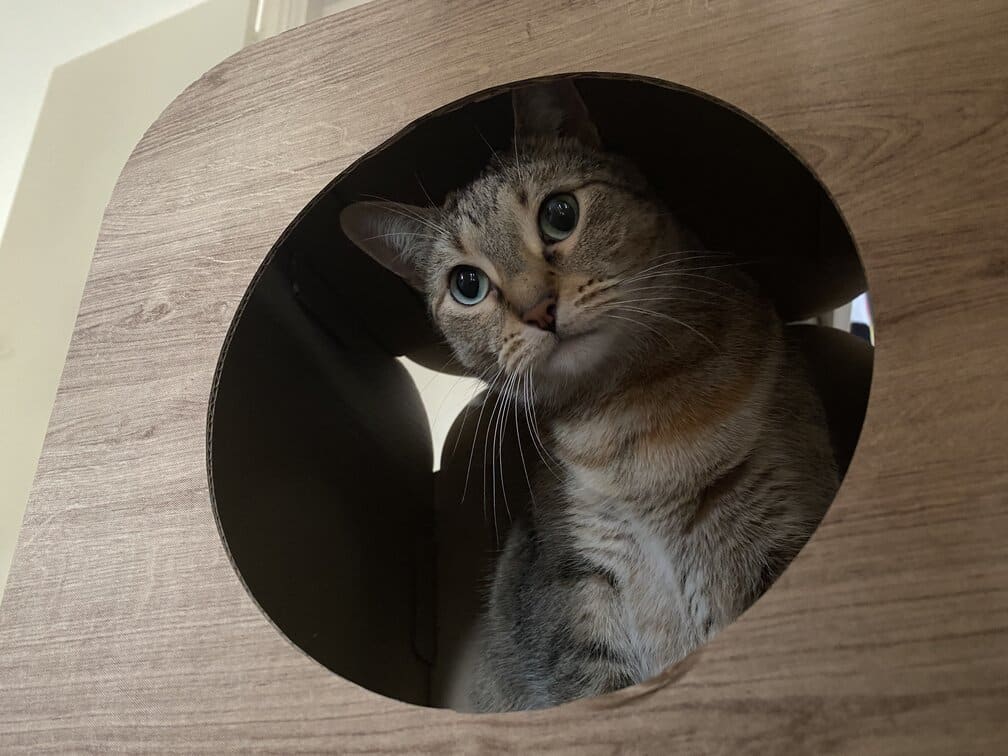 Tiller in her favorite box