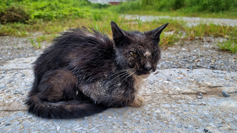 cat with autoimmune disease