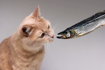 Can Cats Eat Fish? What You Need to Know