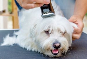 Shave Your Dog at Home