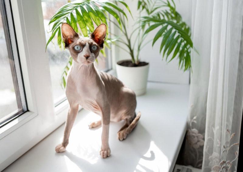 sphynx cat sitting on the windowsill