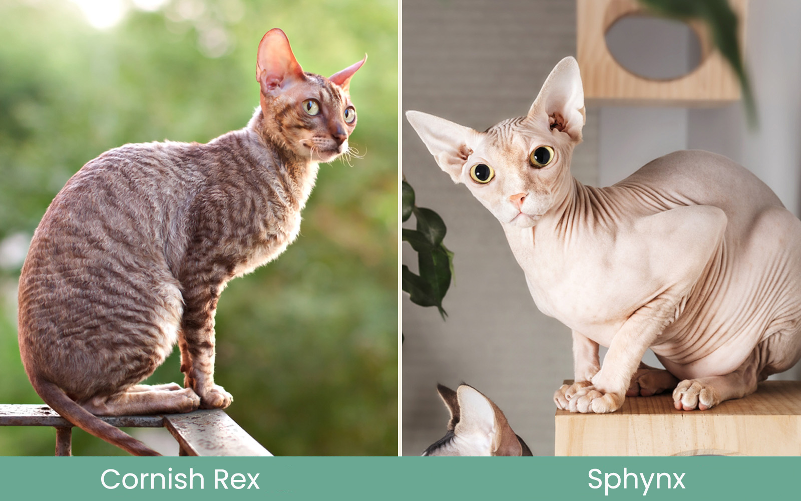 Cornish Rex vs. Sphynx Side by side