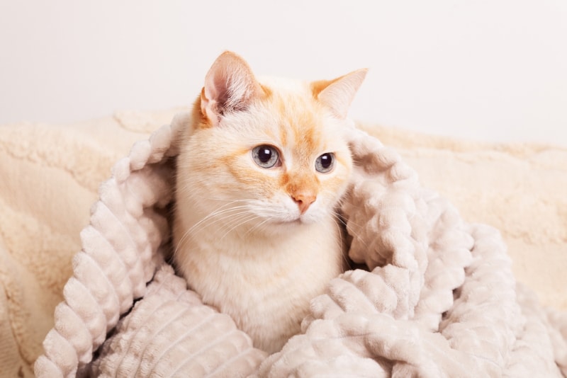 tabby cat in the blanket on bed