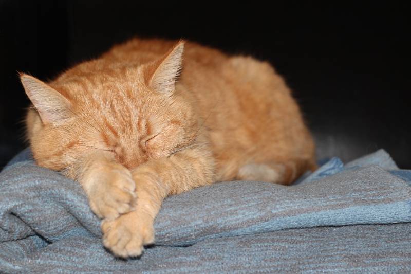 cat sleeping in a half loaf position