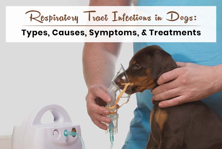 Respiratory Tract Infections in Dogs Types, Causes, Symptoms, and