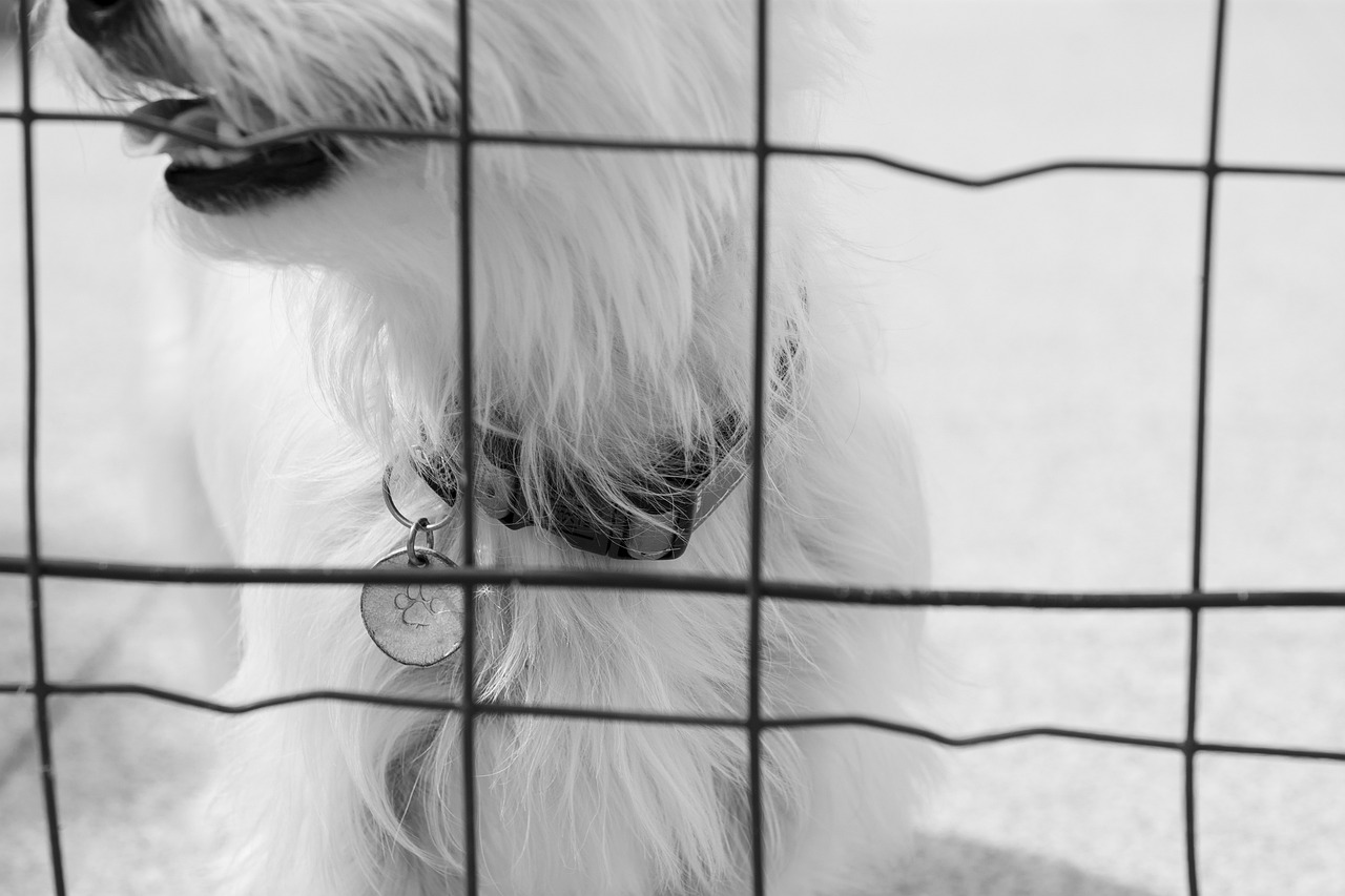 How to make a simple dog cage at home that anyone can do