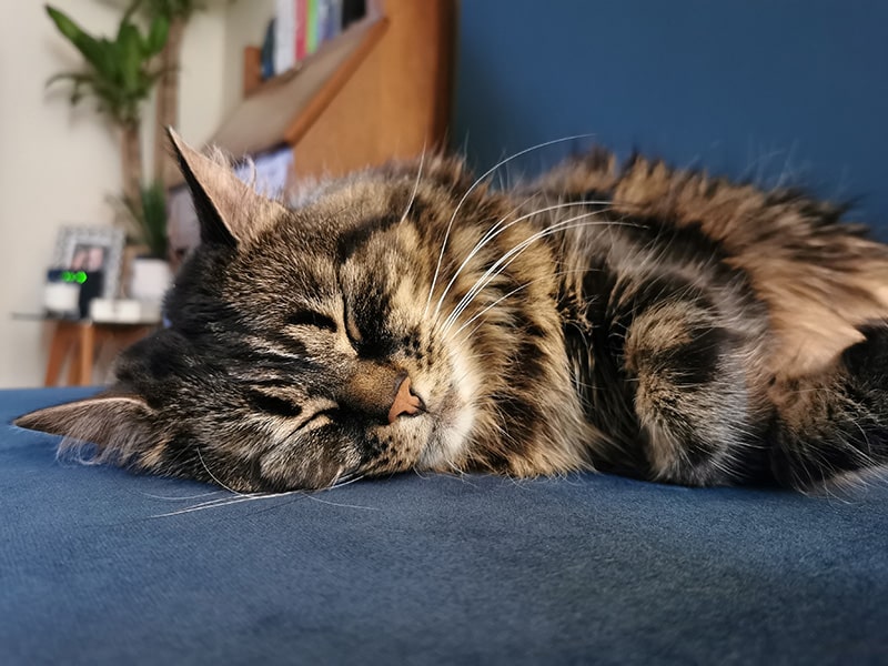 close up Maine coon ragdoll mix cat sleeping