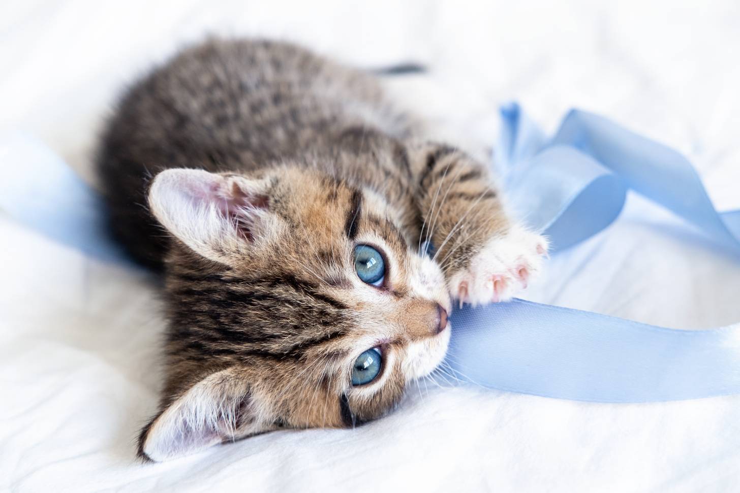 Cat eating Ribbon