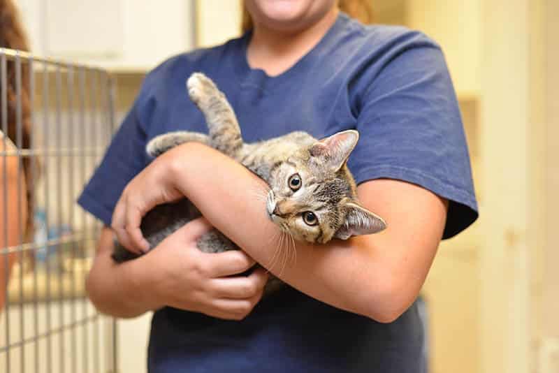 cat at an animal shelter