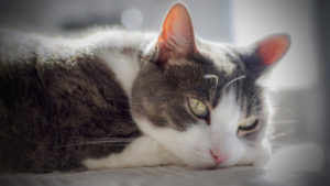 Osteosarcoma in Cats: Signs, Causes & Treatment (Vet Answer)