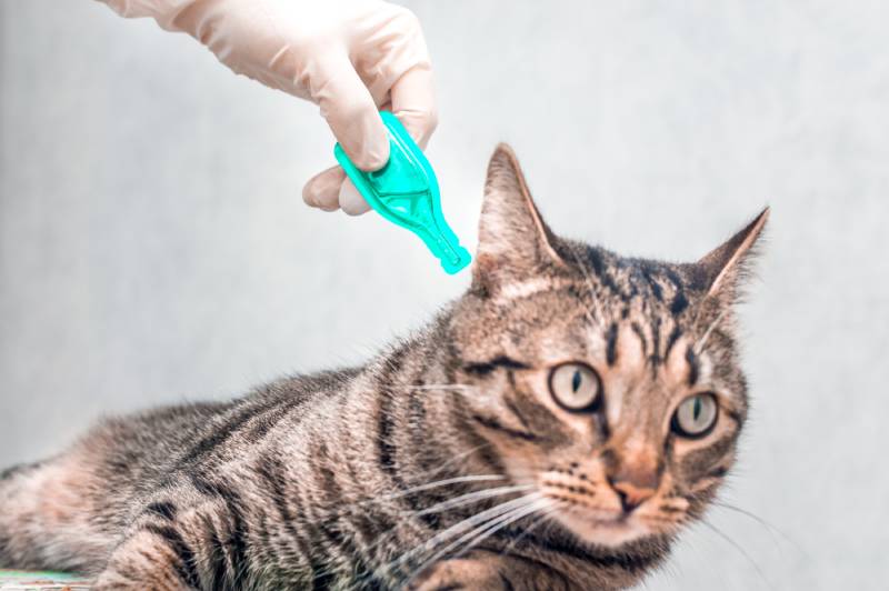 How Long Does Flea Medicine Take to Dry? Vet Approved Facts & FAQ - Pet