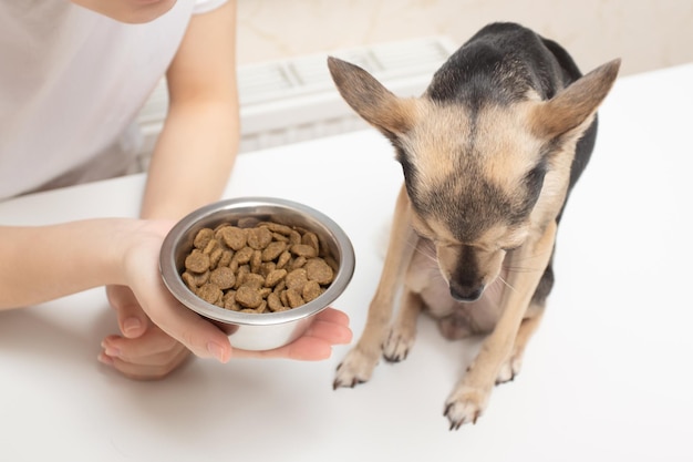 Tips to Stimulate Your Dog's Appetite