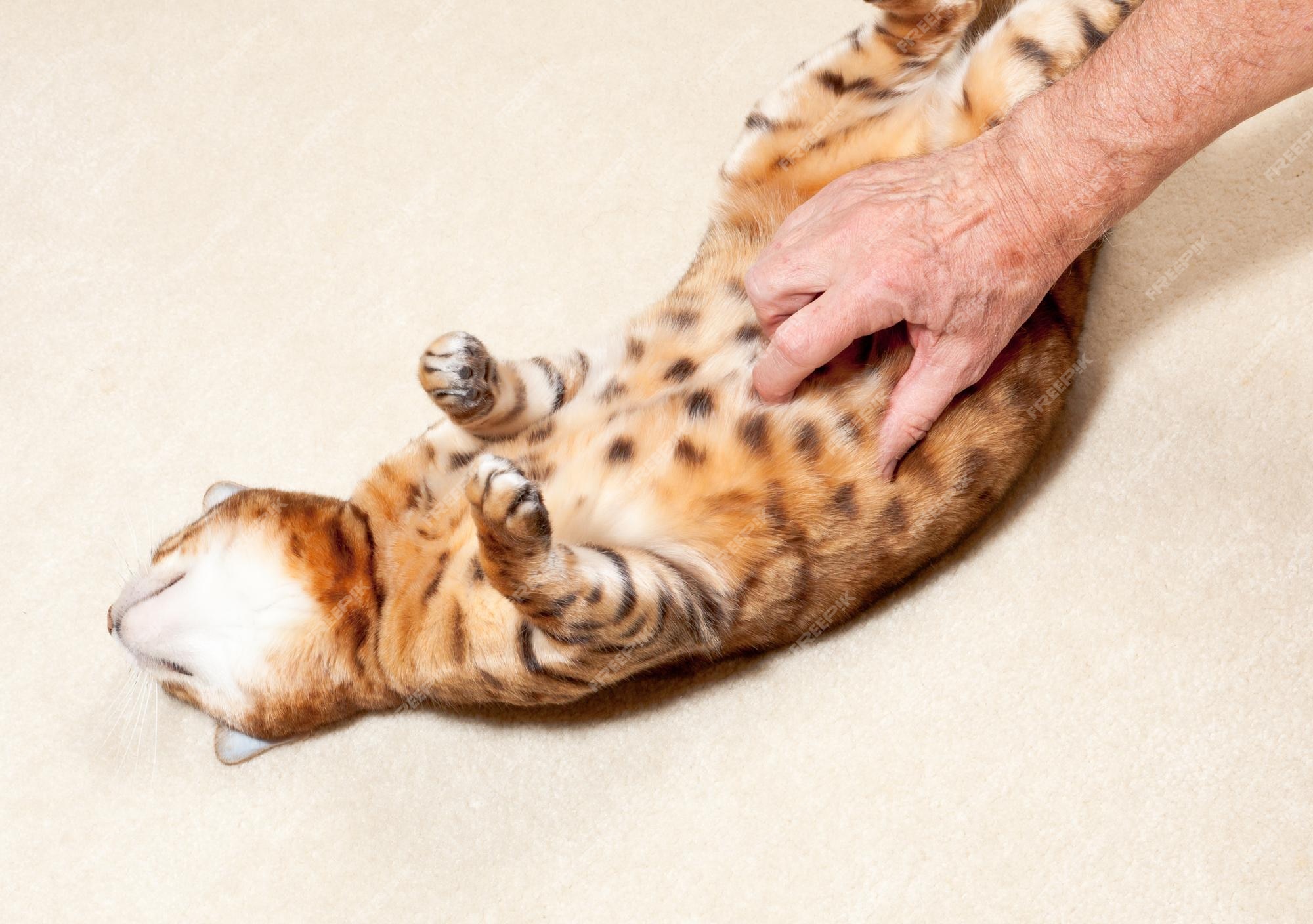 Why Cats Don't Like Belly Rubs: Understanding Feline Preferences and Behaviors