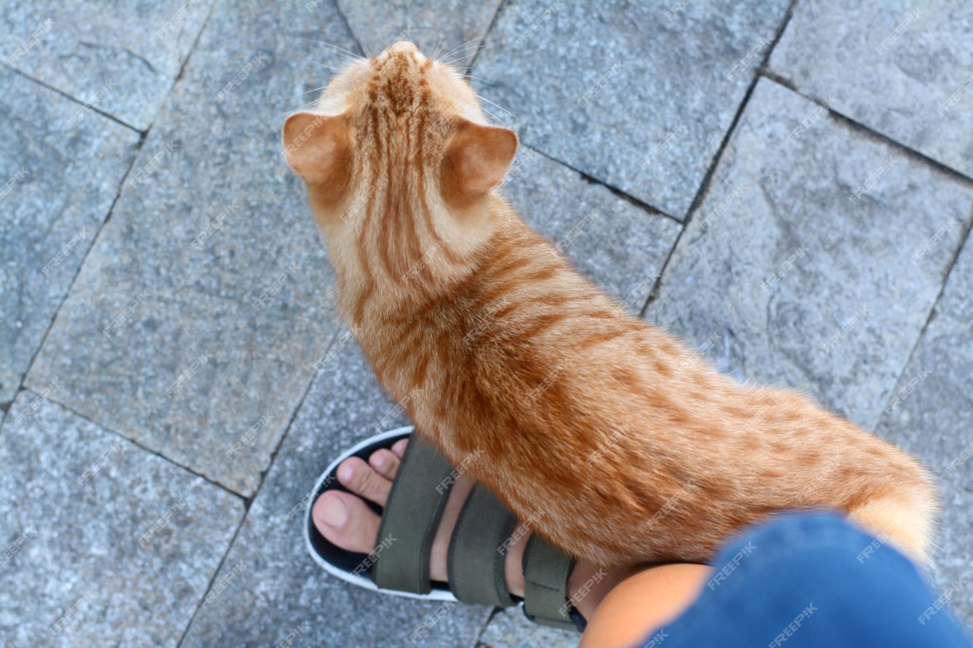 Why Do Cats Like to Rub Their Heads Against Their Owner's Feet?