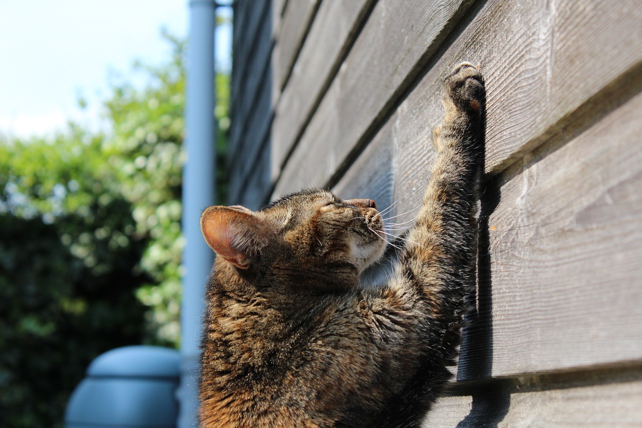 Why Cats Love Chin Scratches: Exploring the Feline Affection