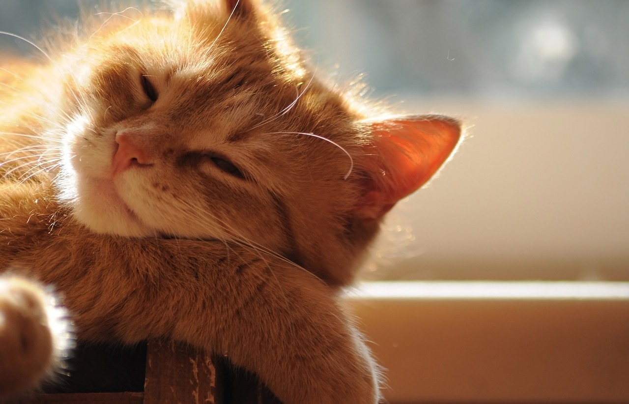 Why Do Cats Love Basking in the Sun?