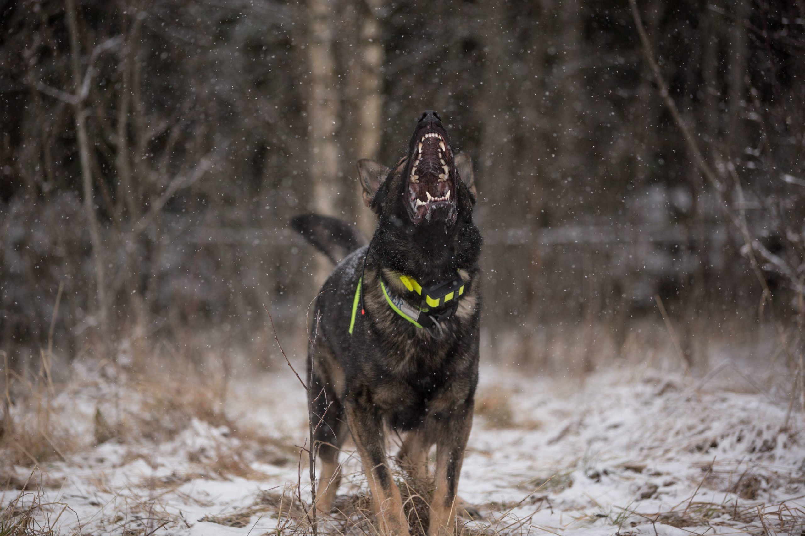 Why does your dog often bark at night?