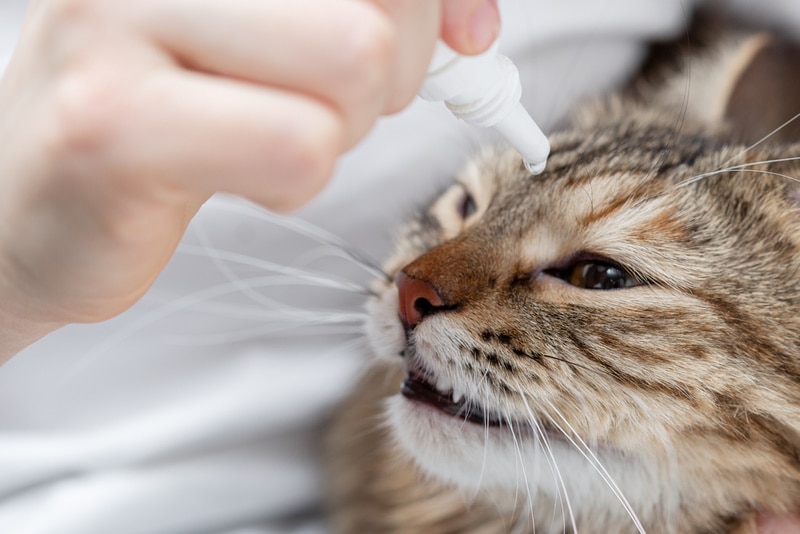 treating-cats-eye