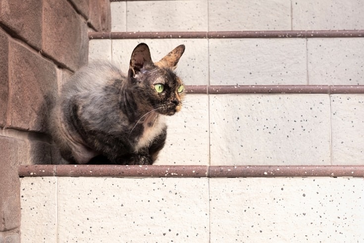 Tortoiseshell Cornish Rex