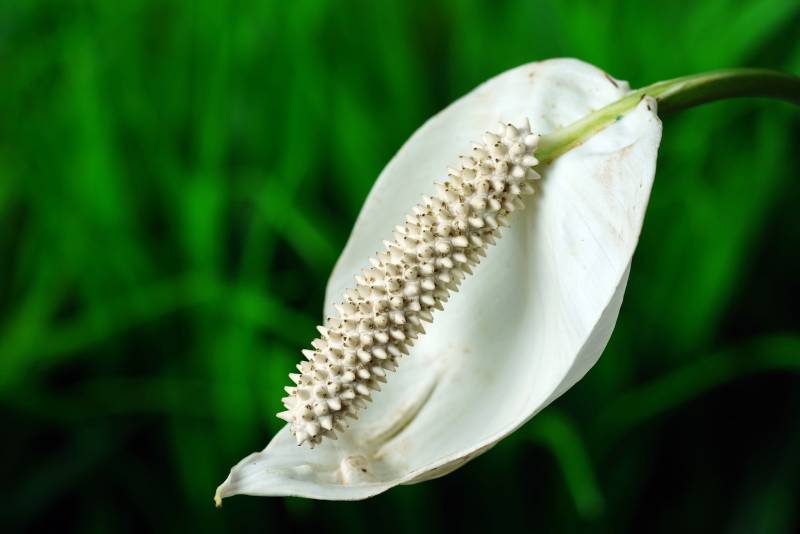 Peace lily closeup