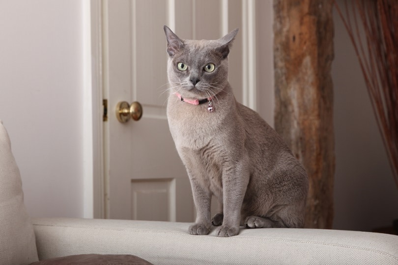 Abyssinian Blue Cat sitting on the arm of a sofa