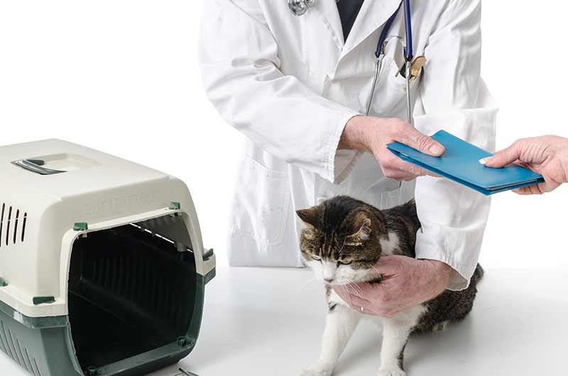 veterinarian giving cat's medical record to it's owner