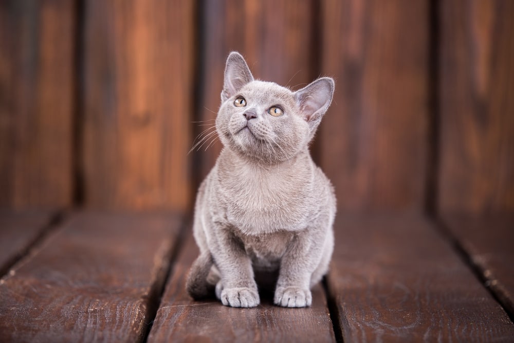 european burmese cat sitting