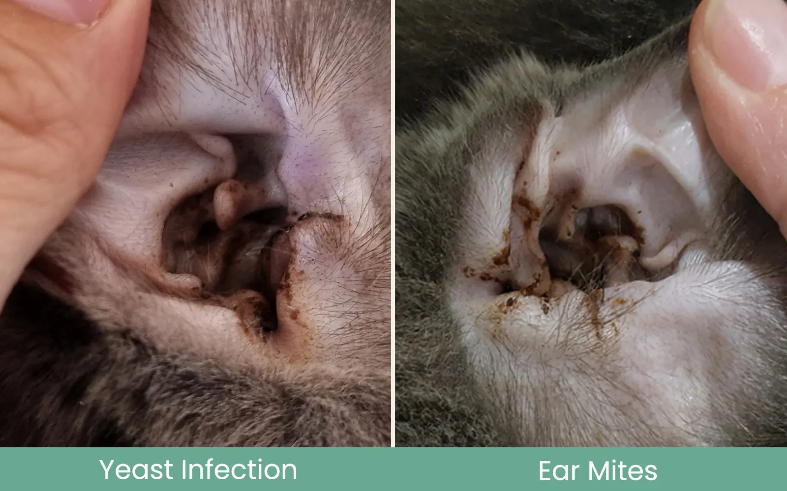 Yeast Infection Ear mites Side By Side