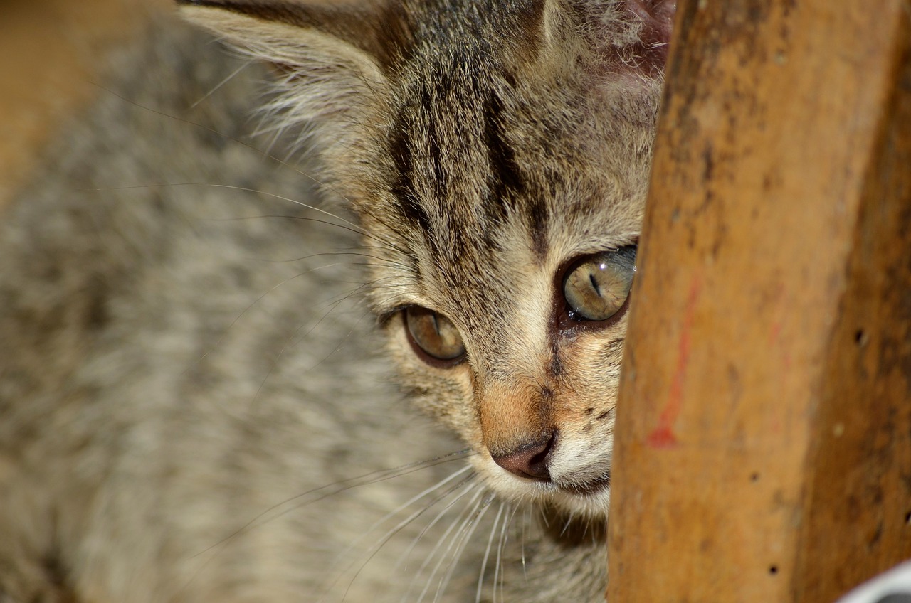 Feline Infectious Peritonitis (FIP) in Cats: Causes, Symptoms, Prevention, Treatment, and Care