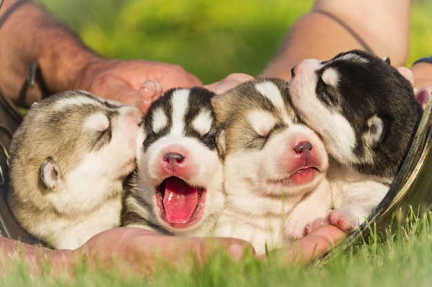 How Many Litters Can a Dog Have in a Year: A Comprehensive Guide