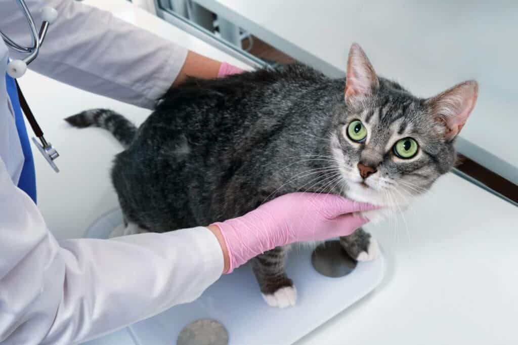 cat being weighed by a vet