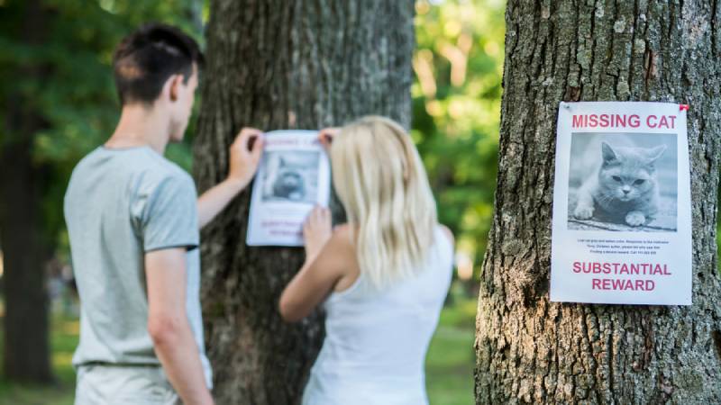 a young couple looking for their pet cat that is lost