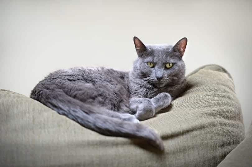 korat cat resting on furniture