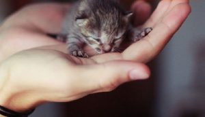 Development of Kittens' Eyes