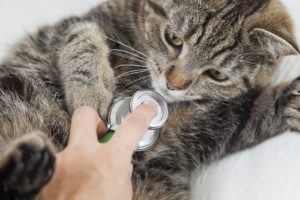 Cats taking deworming medicine