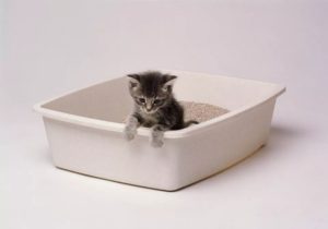 Newborn cats with diarrhea