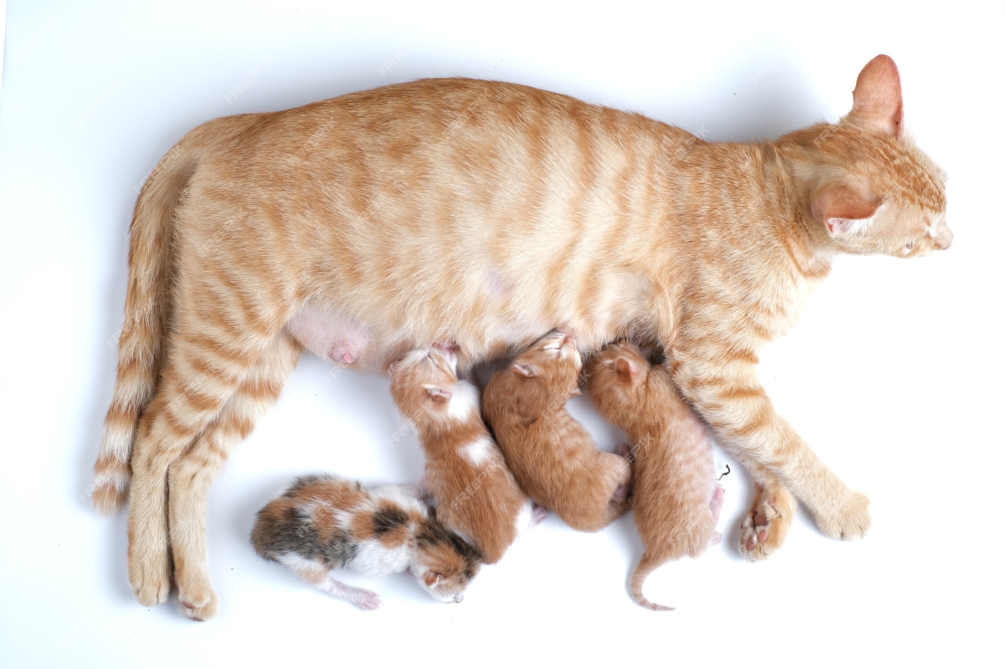 What to Do When Your Kitten Refuses to Breastfeed