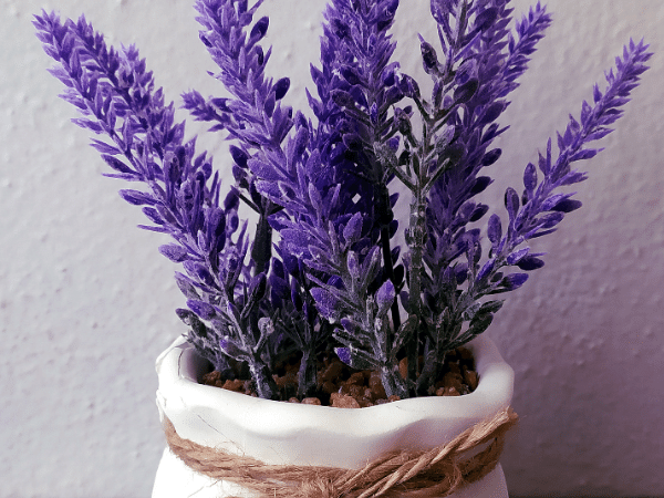 Lavender Plant