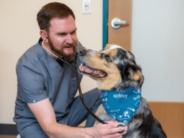 A dog brought to Pet Lovers Diary for a vet check-up