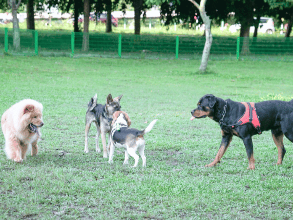 A photo showing different dog breeds with different shedding patterns