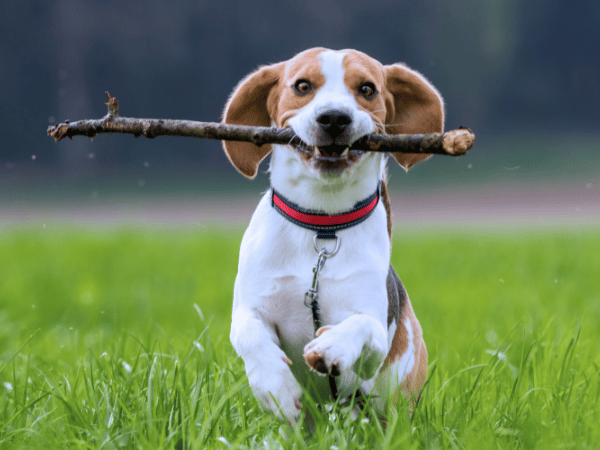 A happy dog engaging in an enriching activity