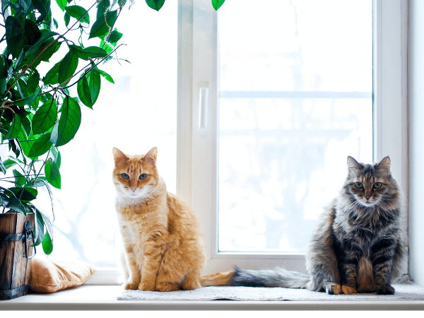 Well-behaved, vaccinated cats in an apartment after being registered as emotional support animals and having proper house training