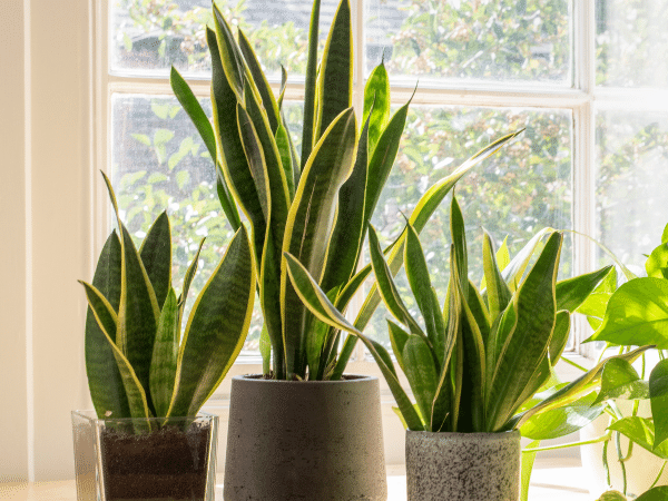 Snake Plant